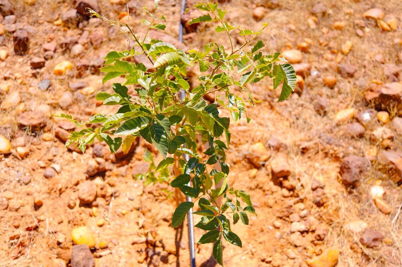 Mudas que receberam a técnica de reposição no local.