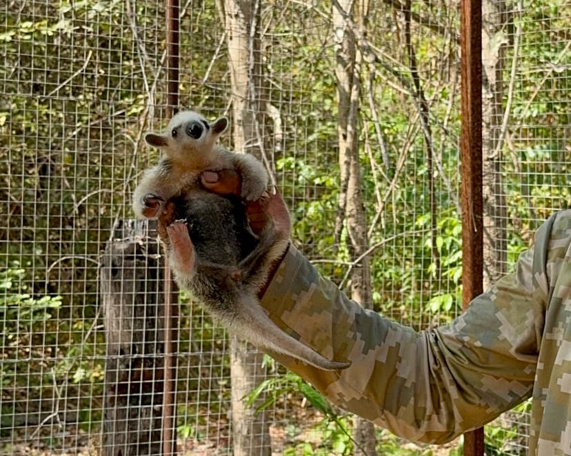 mais-de-70-animais-seguem-sob-manejo-no-cetas-para-voltarem-a-natureza