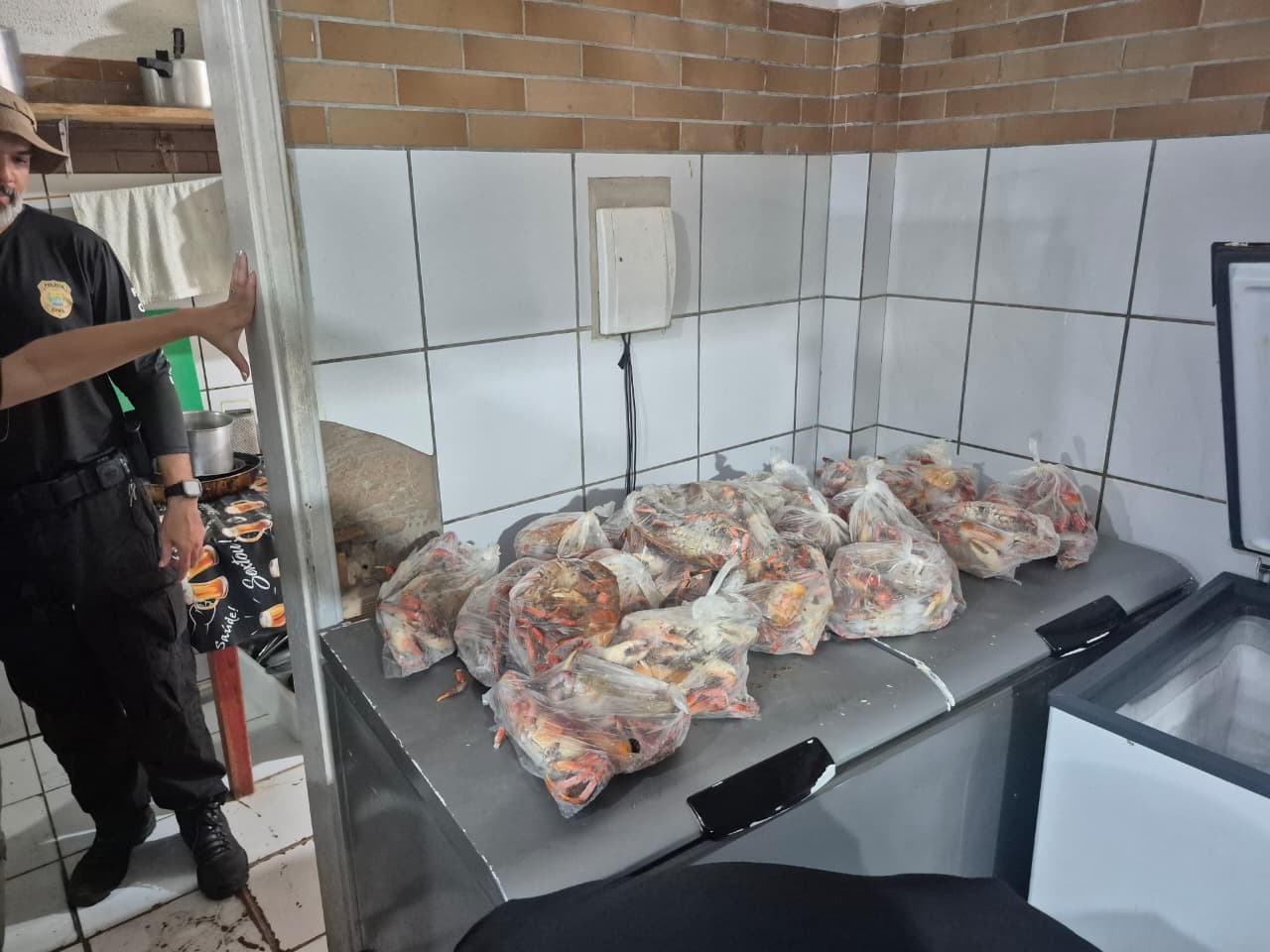 Fiscalização flagra comercialização irregular de caranguejo-uçá no litoral do Piauí durante período de defeso