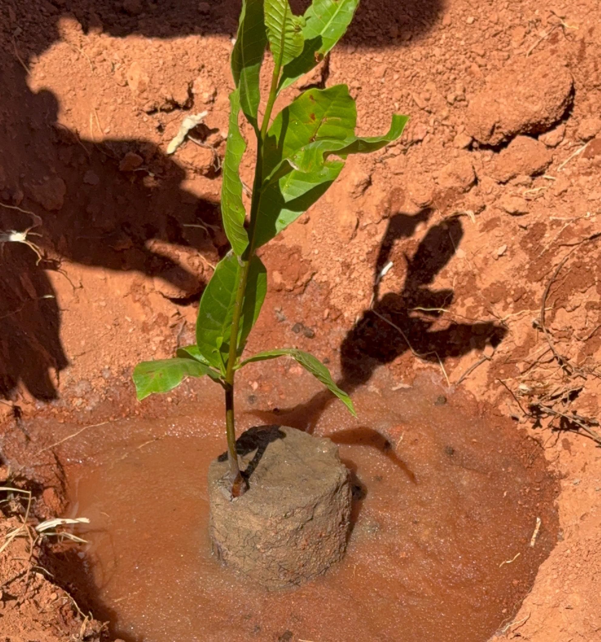 Muda plantada durante a visita