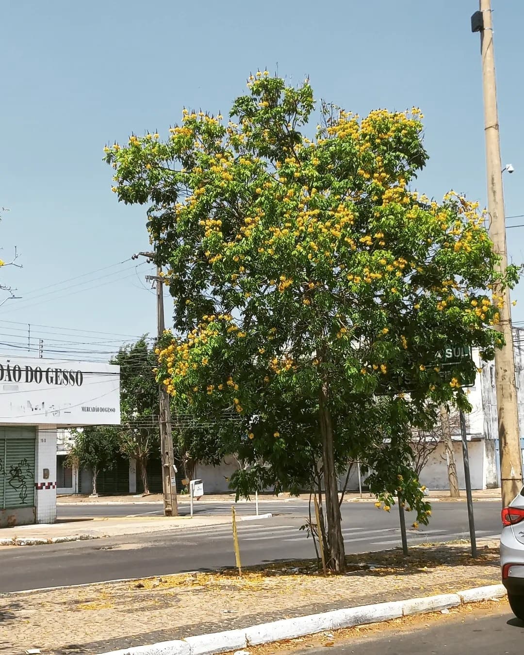 Piauí: onde cada árvore plantada aponta para o futuro