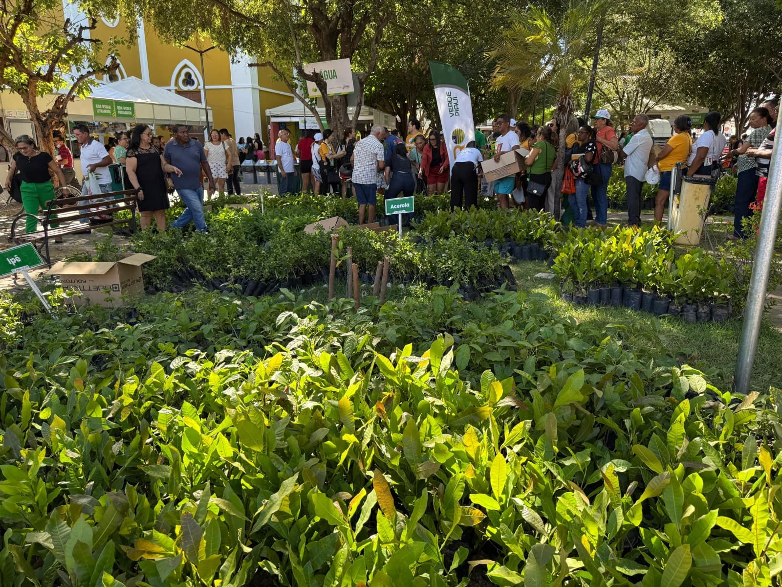 Piauí: onde cada árvore plantada aponta para o futuro
