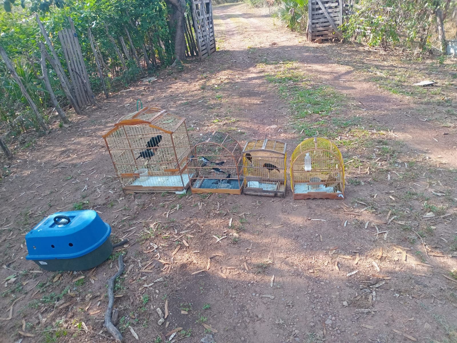 No Dia de Defesa da Fauna, Piauí celebra com soltura de 26 animais reabilitados