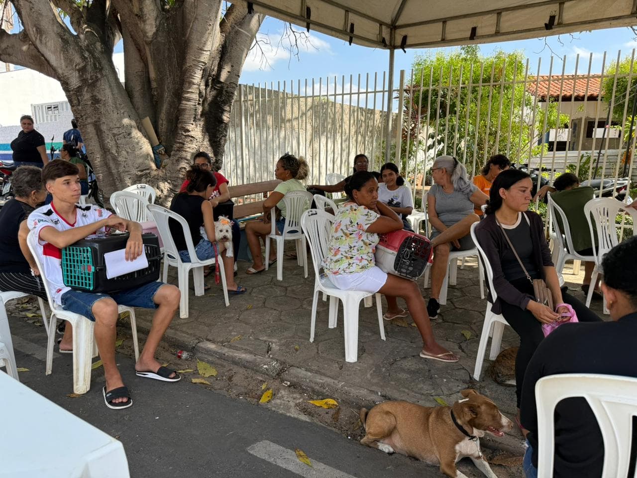 Castramóvel leva atendimento gratuito a Água Branca e já soma mais de 200 procedimentos em dois meses