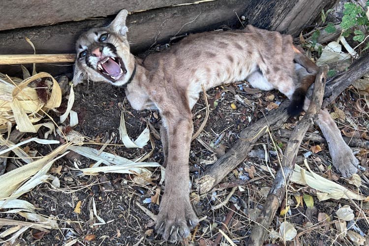 A oncinha pesava apenas quatro quilos no momento da recepção, no dia 26 de agosto de 2025.