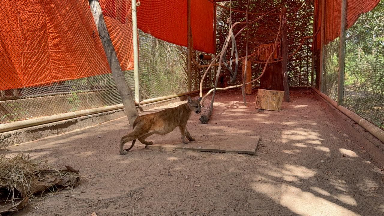Agora, ela tem nome. Nazaré, escolhido por 47% dos votos em uma enquete no Instagram da Semarh.