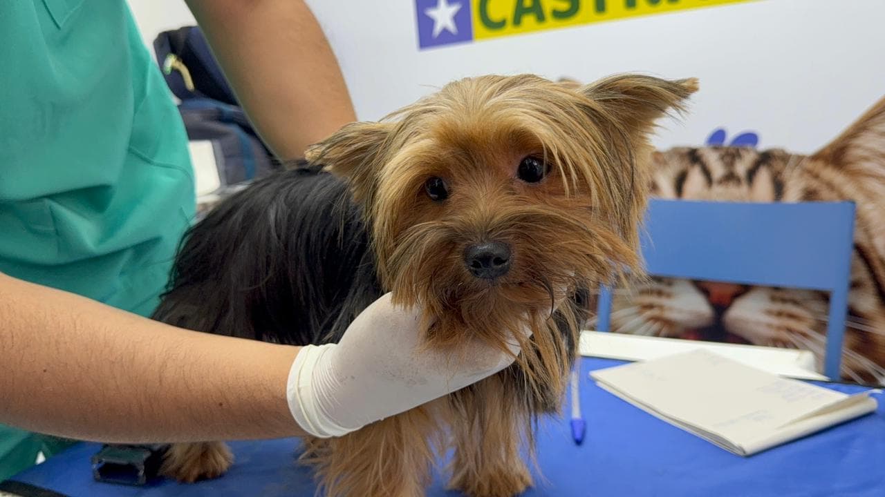 Castramóvel leva saúde e respeito aos animais em Hugo Napoleão