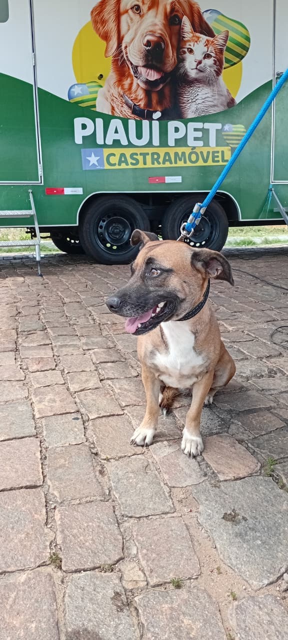 Castramóvel bate recorde de procedimentos e inicia 2026 com força total no Sul do Piauí